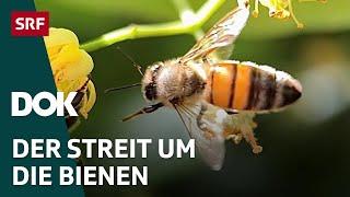 Das Bienendilemma - Zwischen Profit und Artenschutz | DOK | SRF Wissen