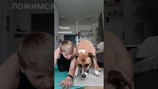 Веселые у меня занятия) #ханна #наспорте #жизньссобакой #забавныеживотные #улыбнисьснами #собачки
