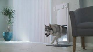 Automatic Pet Doors