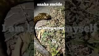 snake sucide | behaviour of deadly poisonous snake | Diversity Nepal