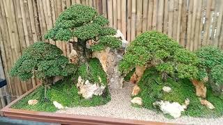 Making Penjing Bonsai landscape