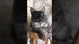 Кот  мейн - Кун черный дым  #meincoon #мейнкуны #кот #cats #рилс #большойкот #купитьмейнкуна