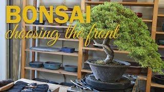 Bonsai Design: How to Choose a Front on your Bonsai Tree