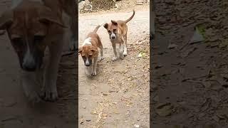 Dogs  Puppies #shorts