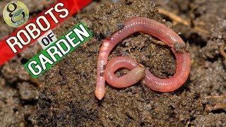 Garden Robots: Vermi-composting by Earthworms in Gardening | What are Worm Castings?