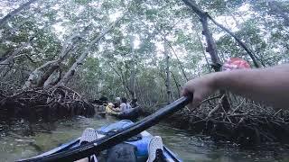Kayaking the Mangroves