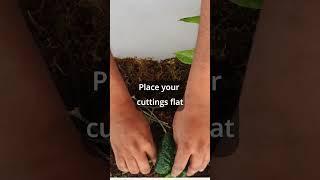 Rooting Plant Cuttings Secrets | Part 1 of 3 #Shorts