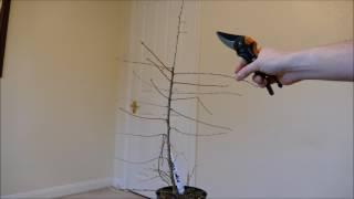 Pruning A Young Larch To Make A Bonsai (Larix × marschlinsii)