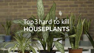 Top 3 hard to kill houseplants | Grow at Home | RHS