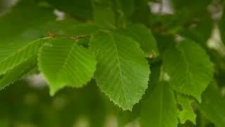 Carpinus betulus - European Hornbeam