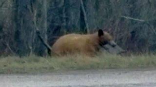 Video shows a bear in Montana carrying...a laptop computer?