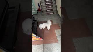 4살 스케일링 받는 강아지..혼자 출근하는 강휴지#shorts #short