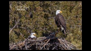 Wildlife Photography   Eaglets and Osprey