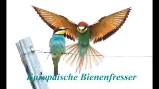 Bienenfresser, Smaragdeidechsen, Beobachtungen am Kaiserstuhl. Bee Eaters.