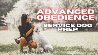 English Cream Retriever Advanced Obedience (Service Dog Prep)