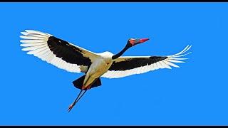 SADDLE-BILLED STORKS NESTING in Kruger National Park (French).