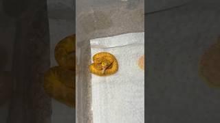 FEEDING A Baby EYELASH VIPER! #animals #reptiles #snake #venomous #pet #viper