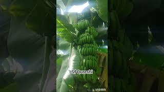 banana Qureshi form