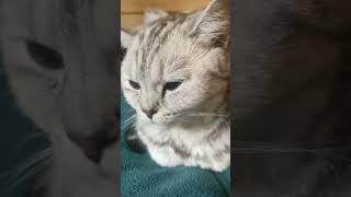дзен кота #котики #смешныеживотные #кошки #кот #cat #funnyanimals #мяу #прикол