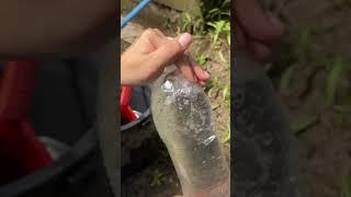 AMAZING TRICKS FOR PLANTS TO BLOOM USING MSG FERTILIZER