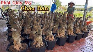 Phôi hoa giấy Mỹ dáng trực củ đặc cây to tay cành đẹp 24/12 ️ 0898.397.618 Chị Thúy