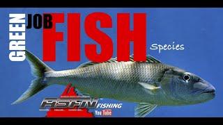 Species | Green Jobfish