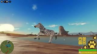 roblox savannah life-showcase of zebra growth-