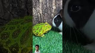 #funny #cute #frog #animals #pets #animal #meme #frogs #rabbit