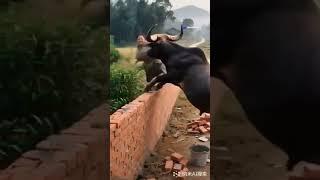 Omg || Falak Shahid || #funny #shorts