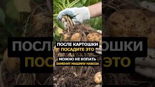 После картошки посадите это #сад #огород #рецепт #садоводство #дача