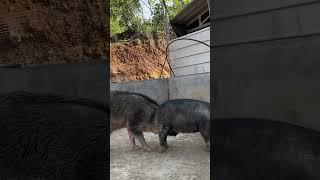 #shorts #pig #wildboar #minipig #piggy #pigs #piglife #minipigs #piglove #cutepig #piglet