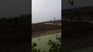 Tại Phải Trồng Bưởi Diễn Chiết Cành, QUẢ SAI Phân Biệt Bưởi Diễn Xịn Tại Đất Phú Diễn: 096.239.2038