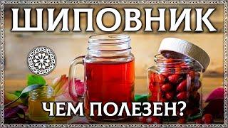 ШИПОВНИК –польза и вред! полный обзор. [Оcознанное питание]