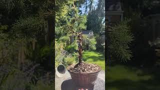 Cheap Christmas Tree Bonsai! - £6.99(Alberta Spruce) #bonsai #gardening #bonsaitree #shorts #tree