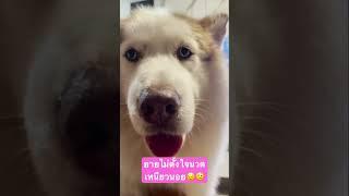 ยายไม่ตั้งใจนวดเหนียวนอย #ข้าวจ้าวหมากวนตีน #สุนัข