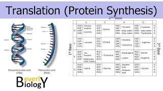 Translation/Protein Synthesis (updated)