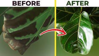 Fiddle Leaf Fig BROWN SPOTS Treatment: Do This ASAP!