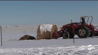 Cold weather calving