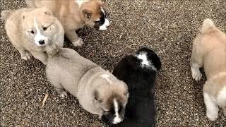 Central asian shepherd puppies day in our  kennel Michigan