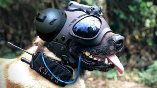 Must Have Gadgets For Military Dogs