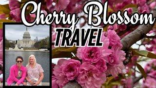 EPIC!🩷2025 Cherry Blossom in Washington DC: Breathtaking Spring Experience #CherryBlossoms #DCSpring