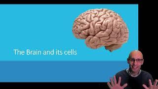 What cells make up the brain and what do they do?