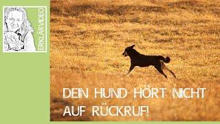 Dein Hund hört nicht auf Rückruf? ️ Sicherer Rückruf beim Hund! ️ Erklärvideo ️