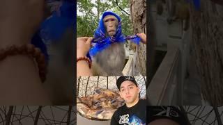 How to actually make a TikTok video with a smart monkey #shorts #funny #tiktok #video #monkey #usa