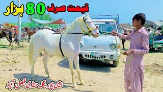 Horse Mandi Amipur Bangla Faisalabad | Horse For Sale Pakistan | Ghora Mandi