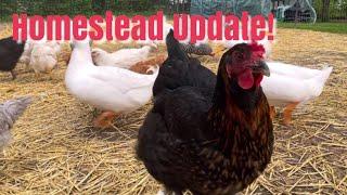 Where Have We Been? | Homestead UPDATE | Lots of Changes | The Shearin Homestead