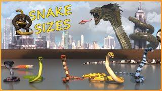 How BIG are SNAKES?  Real vs Movie Serpents | EPIC Size Comparison 3D