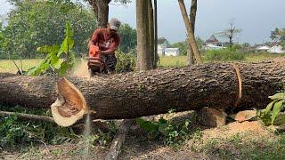 Cut down 2 trees in the middle of the village housing.