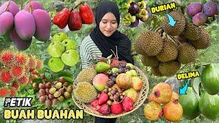 Petik buah-buahan dikebun | Panen buah segar