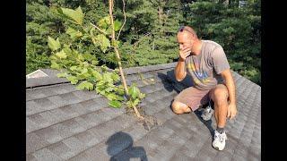 Full Roof Hole Repair Video - DIY - Tree branch roof repair.